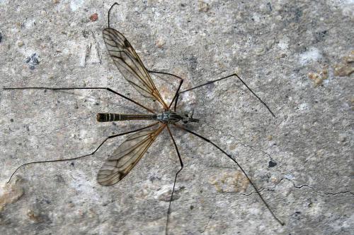 Tipula varipennis